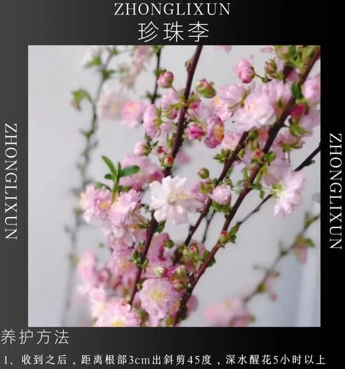 桃花的花语和寓意是什么？花语的深层含义是什么？