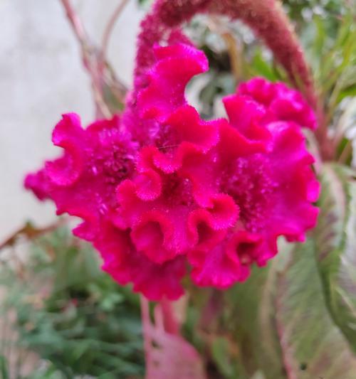 八朵香槟的花语是什么呢？它传递了怎样的情感信息？