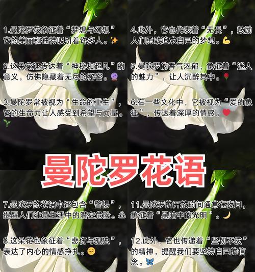 八朵香槟的花语是什么呢？它传递了怎样的情感信息？