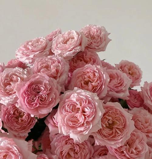 朱丽叶塔花语代表什么？这种花适合送闺蜜吗？