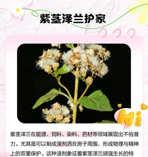 紫金泽兰的花语有何特殊含义？