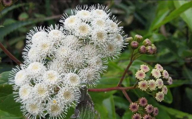 紫金泽兰的花语有何特殊含义？