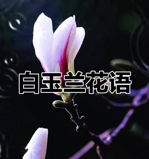 霸气与温暖并存的花语是什么？霸气又温暖的花语有何含义？