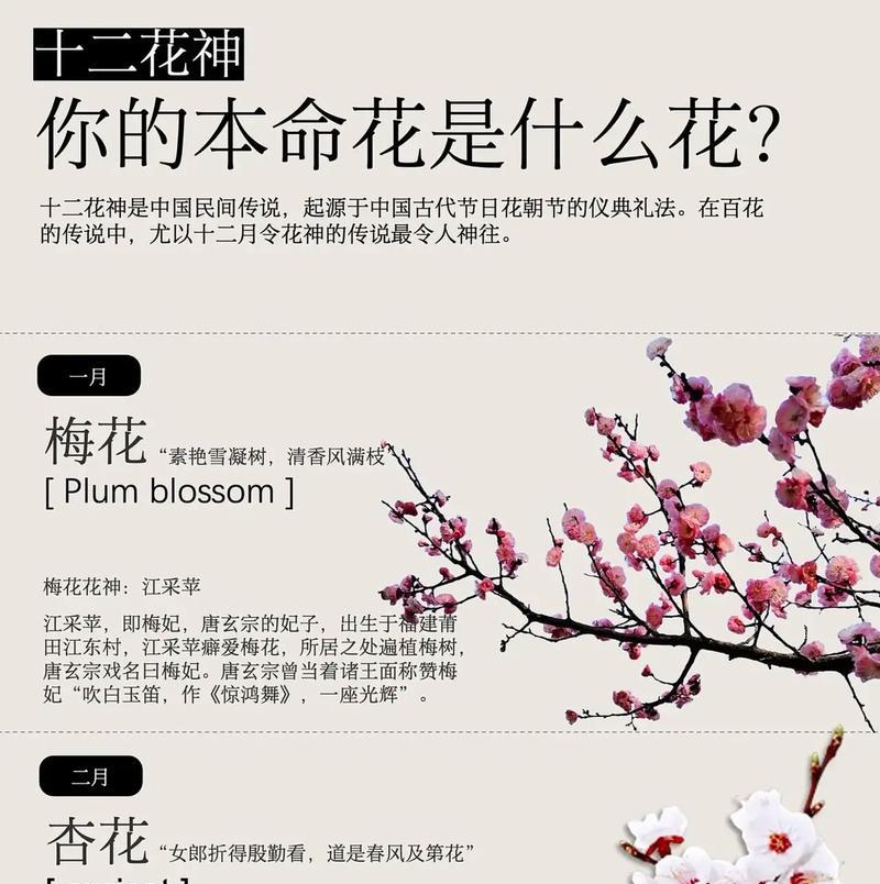 女神节浪漫的花语能表达什么？