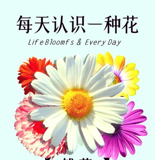 六月五日对应的花语是什么？这个日期有特别的花卉含义吗？