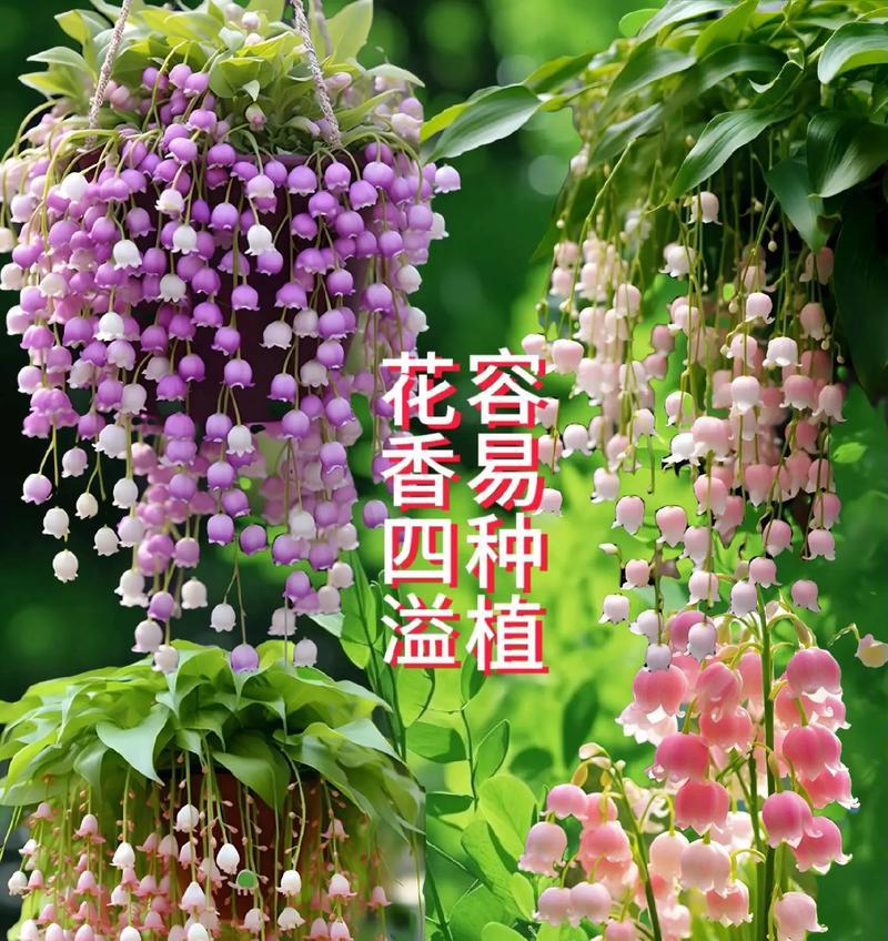 六月五日对应的花语是什么？这个日期有特别的花卉含义吗？