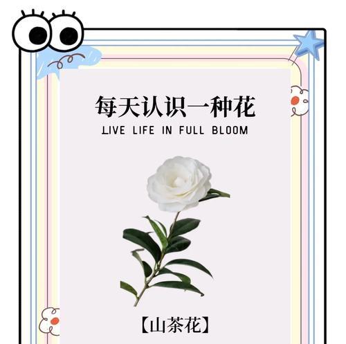 相册中的花语代表什么？看相册时应注意哪些花的寓意？