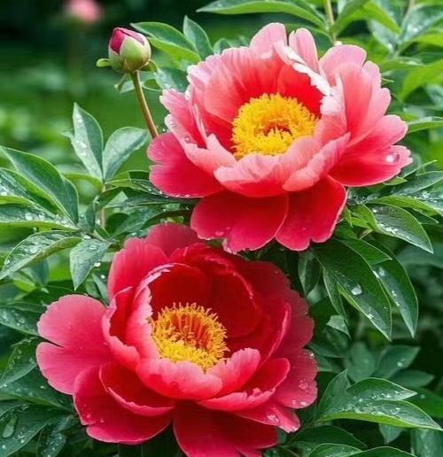 相册中的花语代表什么？看相册时应注意哪些花的寓意？