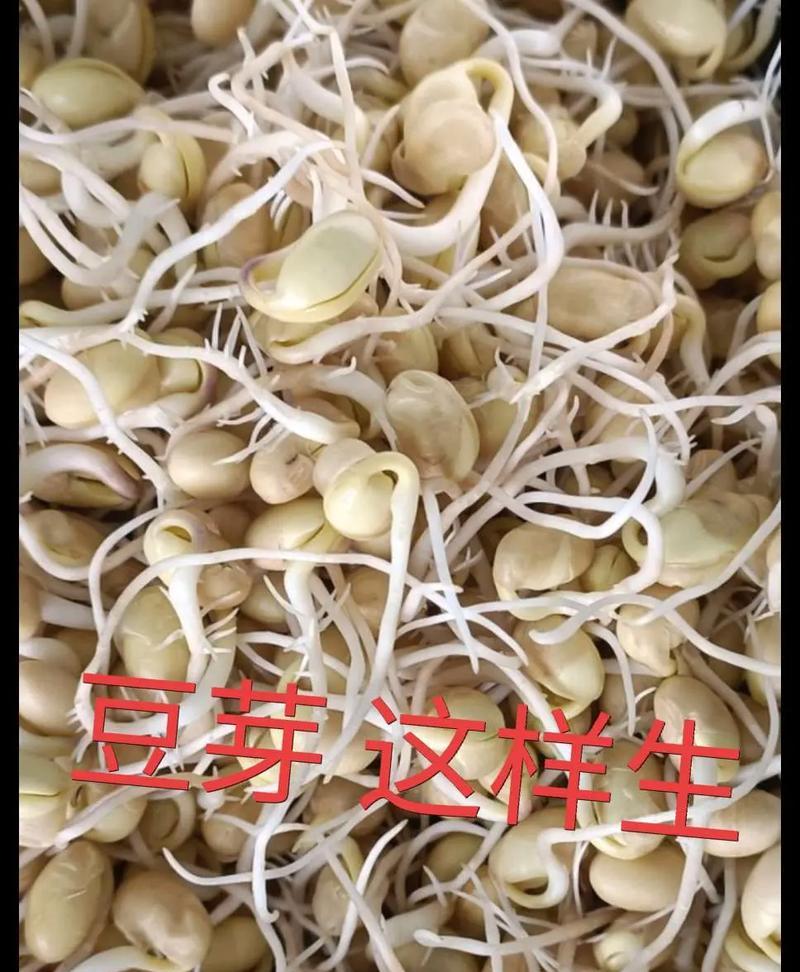生豆芽过程中花语有何寓意？