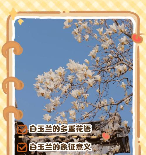 评分拉满的花语代表什么含义？