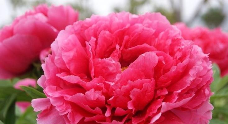 表示忠厚的花语是什么花？哪种花代表忠诚与诚实？
