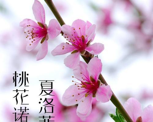 诺拉花语中的绝美之意是什么？