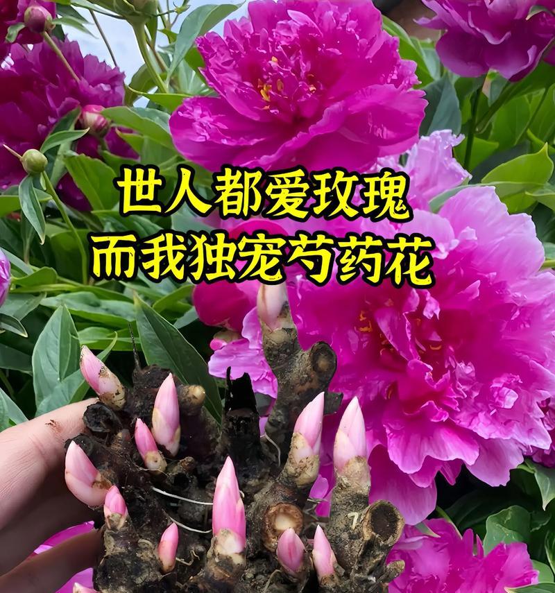 黄芍药的花语代表什么含义？