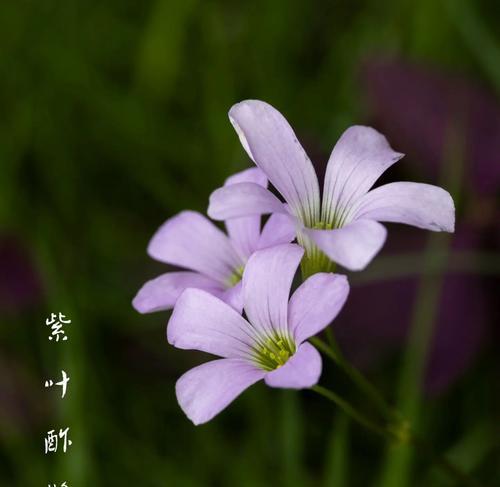 紫叶星辰的花语与寓意是什么？紫叶星辰象征着什么？
