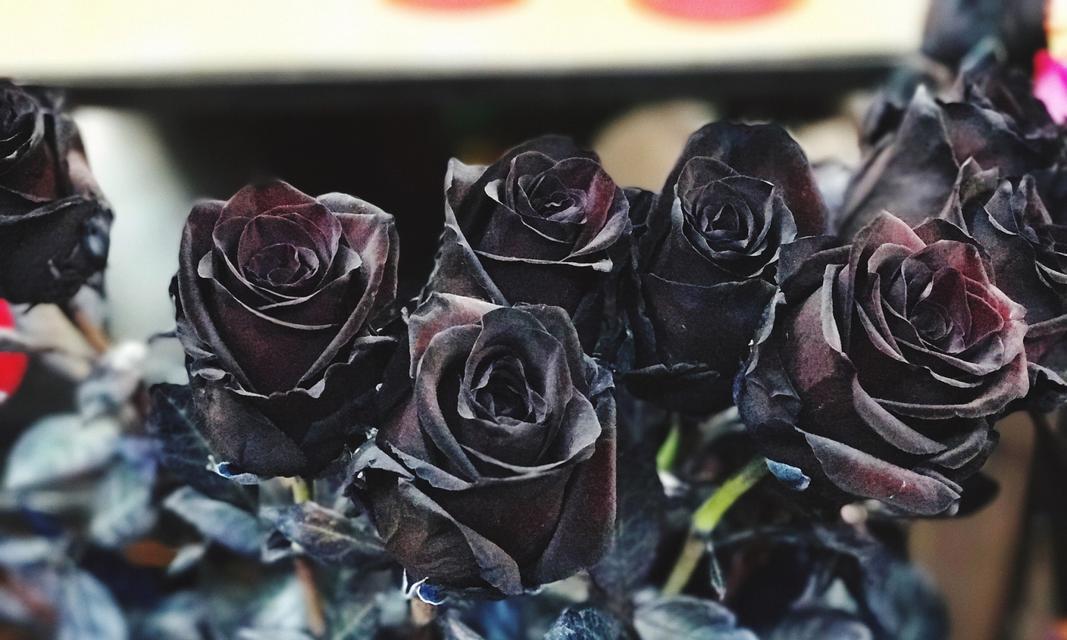 黑色骑士玫瑰11朵的花语是什么？代表什么意义？