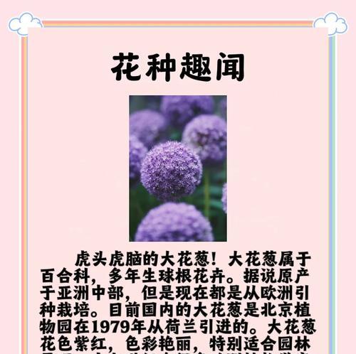 大花珍宝的花语有何特别之处？