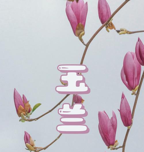 春天里的玉兰花如何让你的心情如诗般美丽？常见问题有哪些？