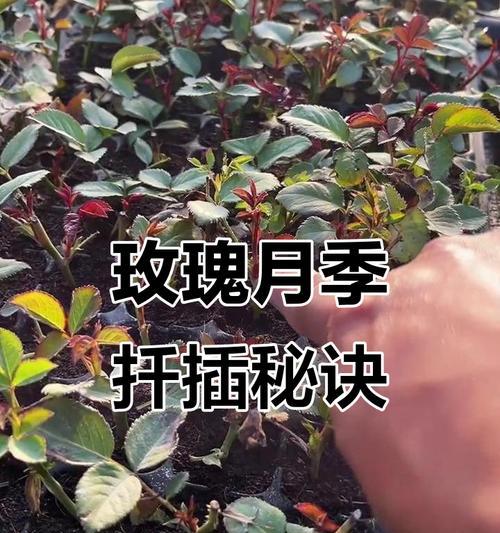 提升扦插成活率的关键策略与技巧是什么？常见问题有哪些？