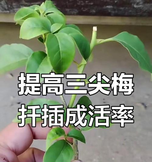 提升扦插成活率的关键策略与技巧是什么？常见问题有哪些？
