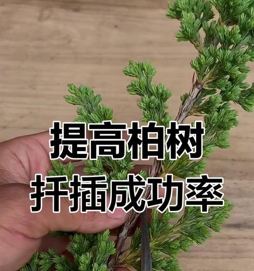 提升扦插成活率的关键策略与技巧是什么？常见问题有哪些？