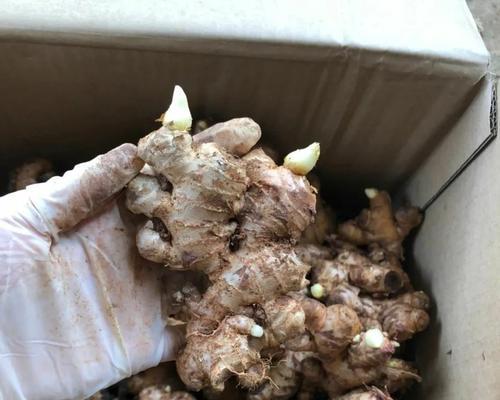 生姜催芽最简单三个步骤是什么？常见问题如何应对？