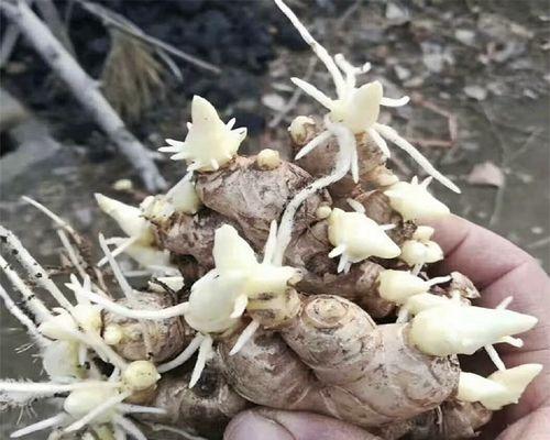 生姜催芽最简单三个步骤是什么？常见问题如何应对？