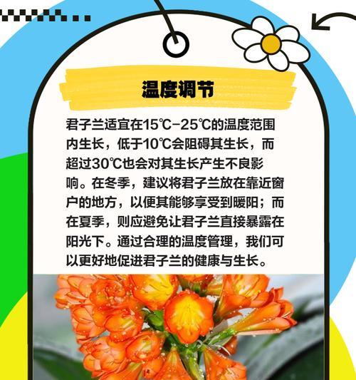 君子兰开花养护秘籍有哪些要点？常见问题如何解决？