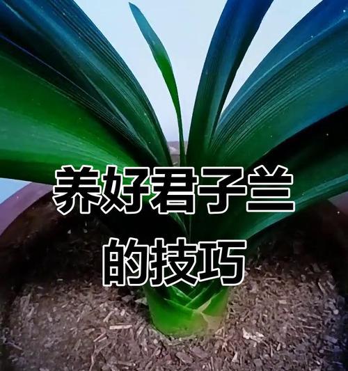 君子兰开花养护秘籍有哪些要点？常见问题如何解决？