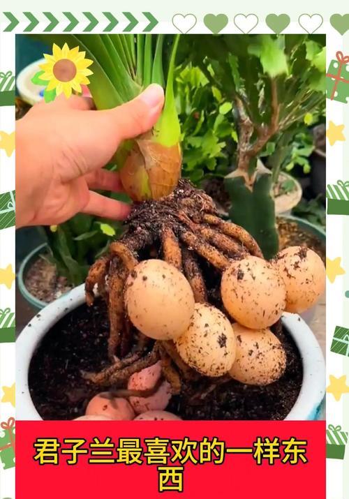君子兰开花养护秘籍有哪些要点？常见问题如何解决？