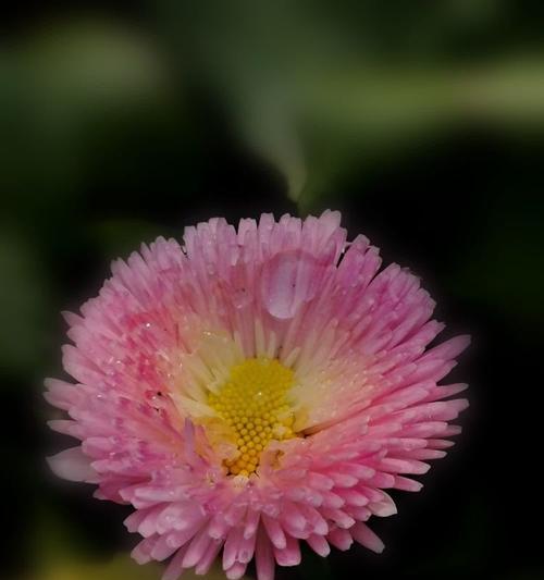 雏菊是一年生还是多年生？适应能力比较强的有哪些？