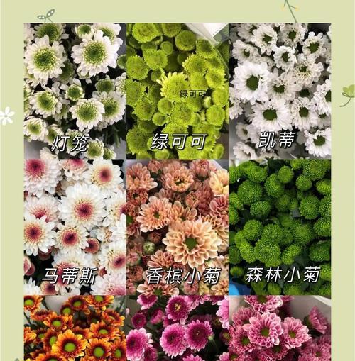 雏菊是一年生还是多年生？适应能力比较强的有哪些？