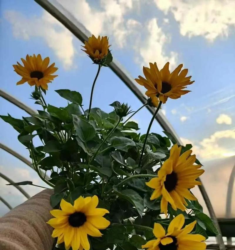 向日葵种子催芽方法有哪些？常见问题如何解决？