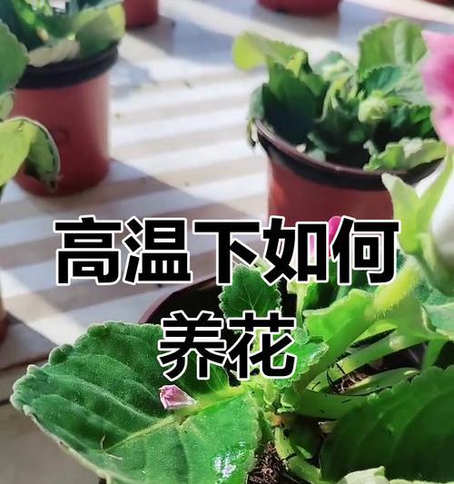 香雪兰养殖技巧有哪些？短日照、磷钾肥如何避免徒长？