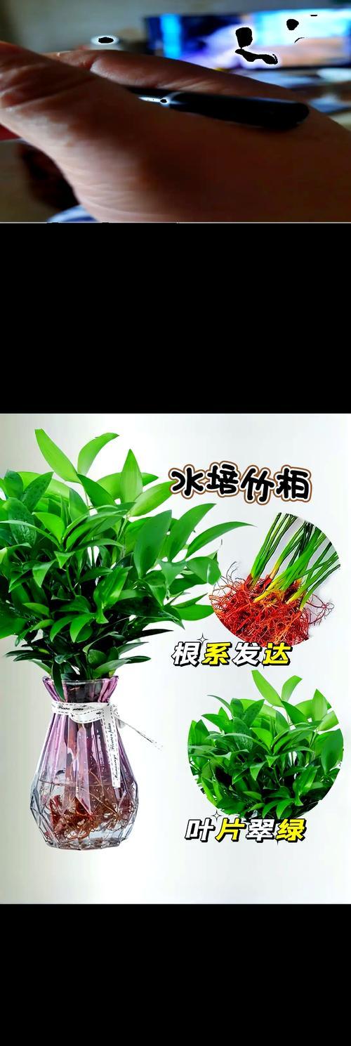 好养的懒人植物有哪些？耐干旱，一个月浇一次水的植物是什么？