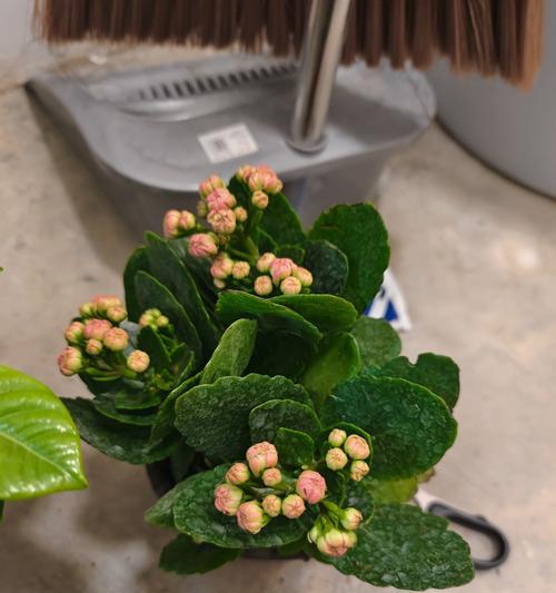 好养的懒人植物有哪些？耐干旱，一个月浇一次水的植物是什么？