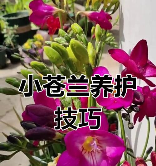 香雪兰养护秘诀是什么？常见问题有哪些？