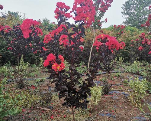 紫薇花树养护指南有哪些要点？
