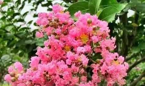 紫薇花树养护指南有哪些要点？