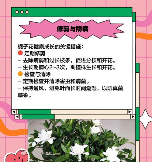 栀子花养护全攻略：酸性土壤与光照如何管理？