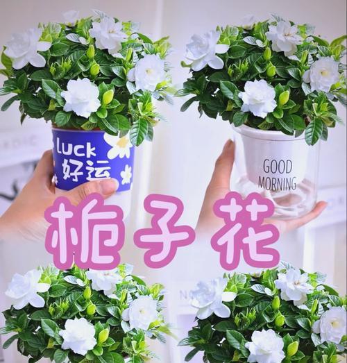 栀子花养护全攻略：酸性土壤与光照如何管理？