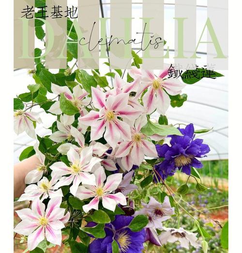 南方铁线莲耐热品种种植指南是什么？