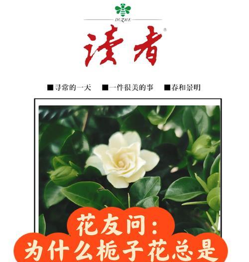 栀子花新手养护秘诀：如何养出香浓白花海？