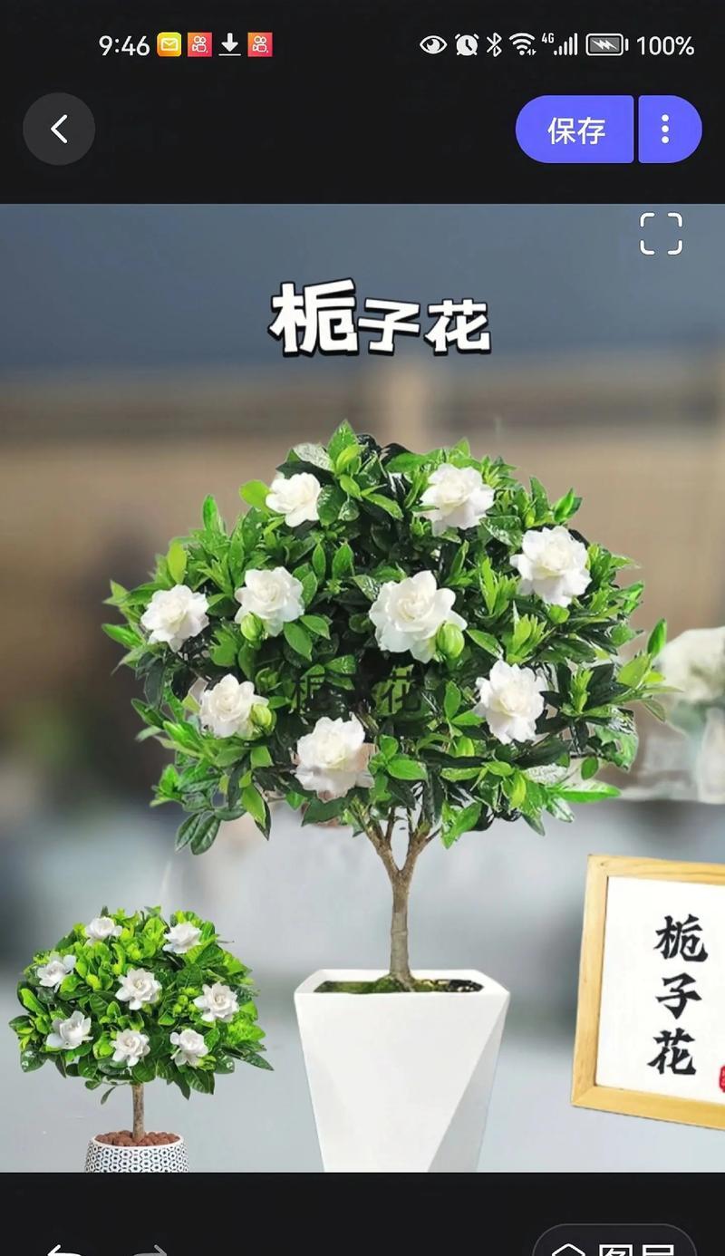 栀子花新手养护秘诀：如何养出香浓白花海？
