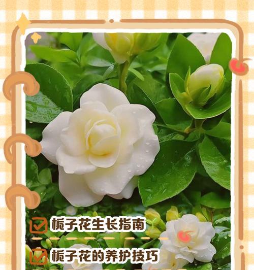 栀子花新手养护秘诀：如何养出香浓白花海？