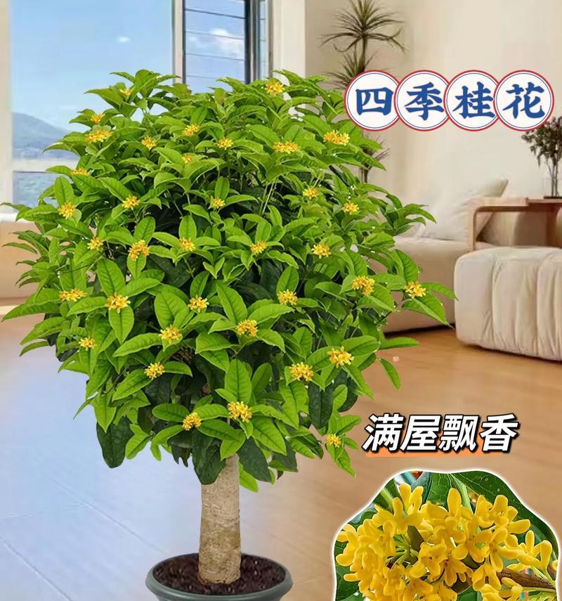 一年四季开花不断的花有哪些选择？
