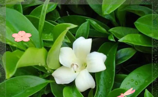 非洲茉莉怎么养怎么修剪？