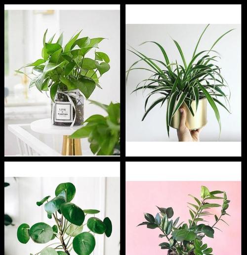 室内种植的耐阴植物有哪些推荐？