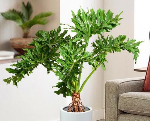 室内种植的耐阴植物有哪些推荐？