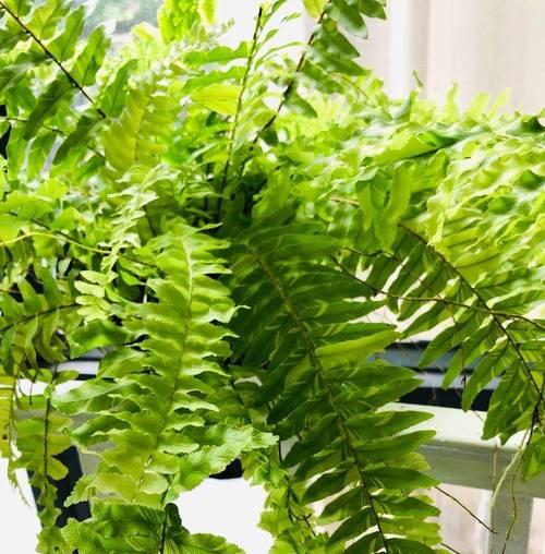 室内种植的耐阴植物有哪些推荐？