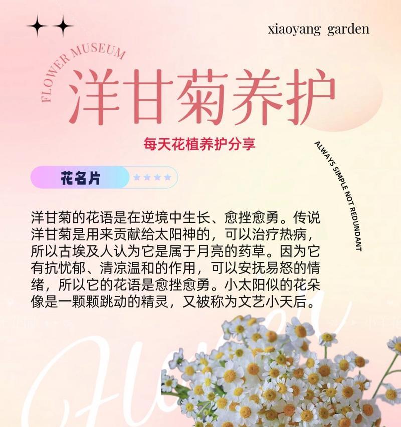 吊竹梅如何安全过冬？